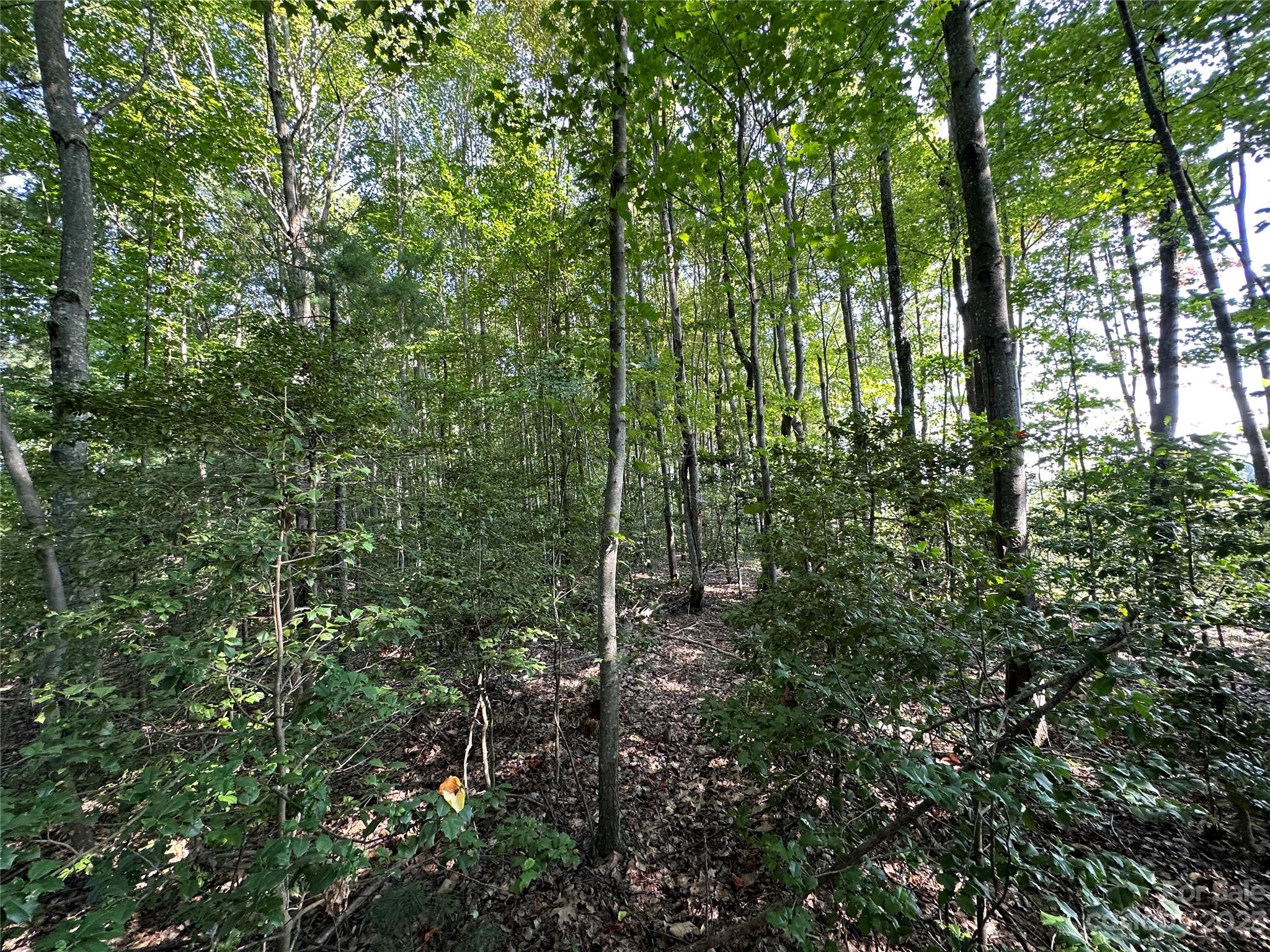 0 Wildcat Road Moravian Falls, NC 28654 - Photo 33 of 48 a view of forest