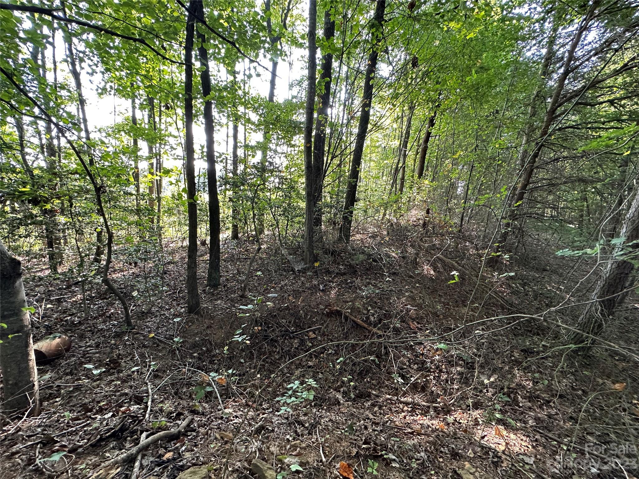 0 Wildcat Road Moravian Falls, NC 28654 - Photo 34 of 48 a view of a forest with trees