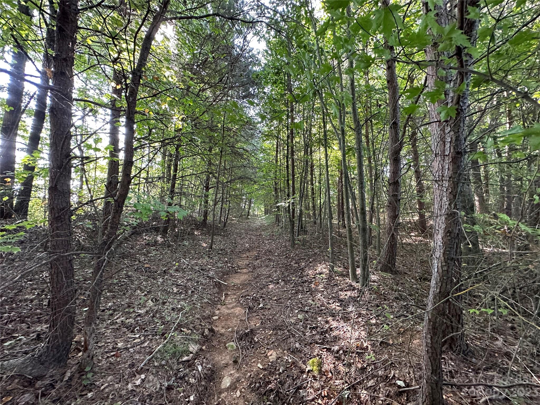 0 Wildcat Road Moravian Falls, NC 28654 - Photo 35 of 48 a view of a forest with trees