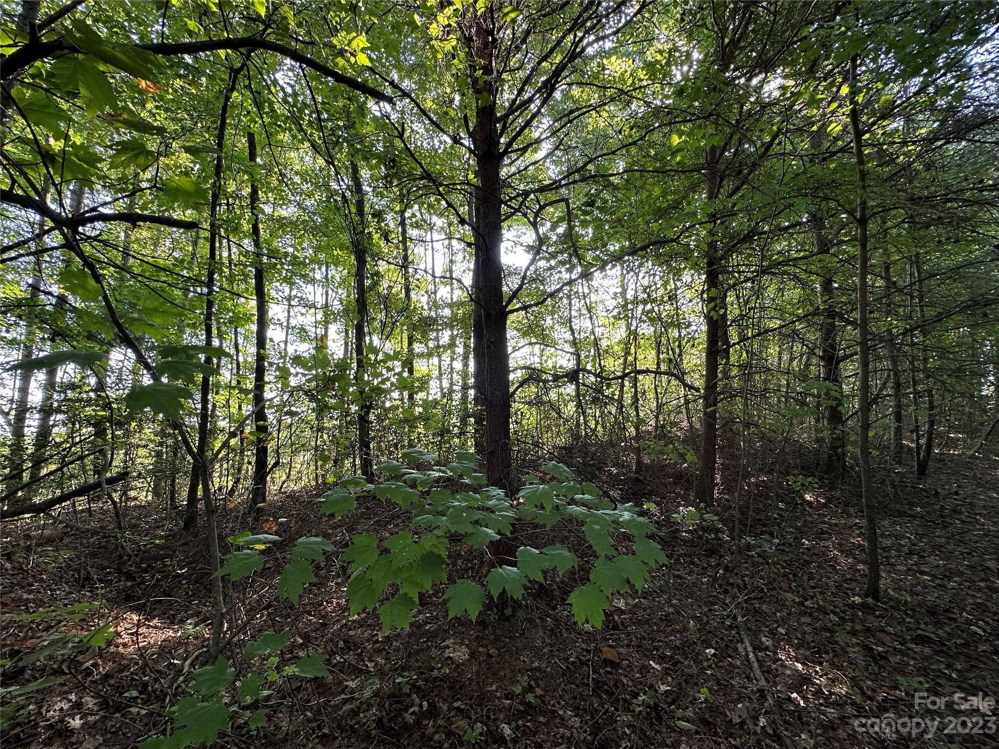 0 Wildcat Road Moravian Falls, NC 28654 - Photo 36 of 48 a view of a lush green forest