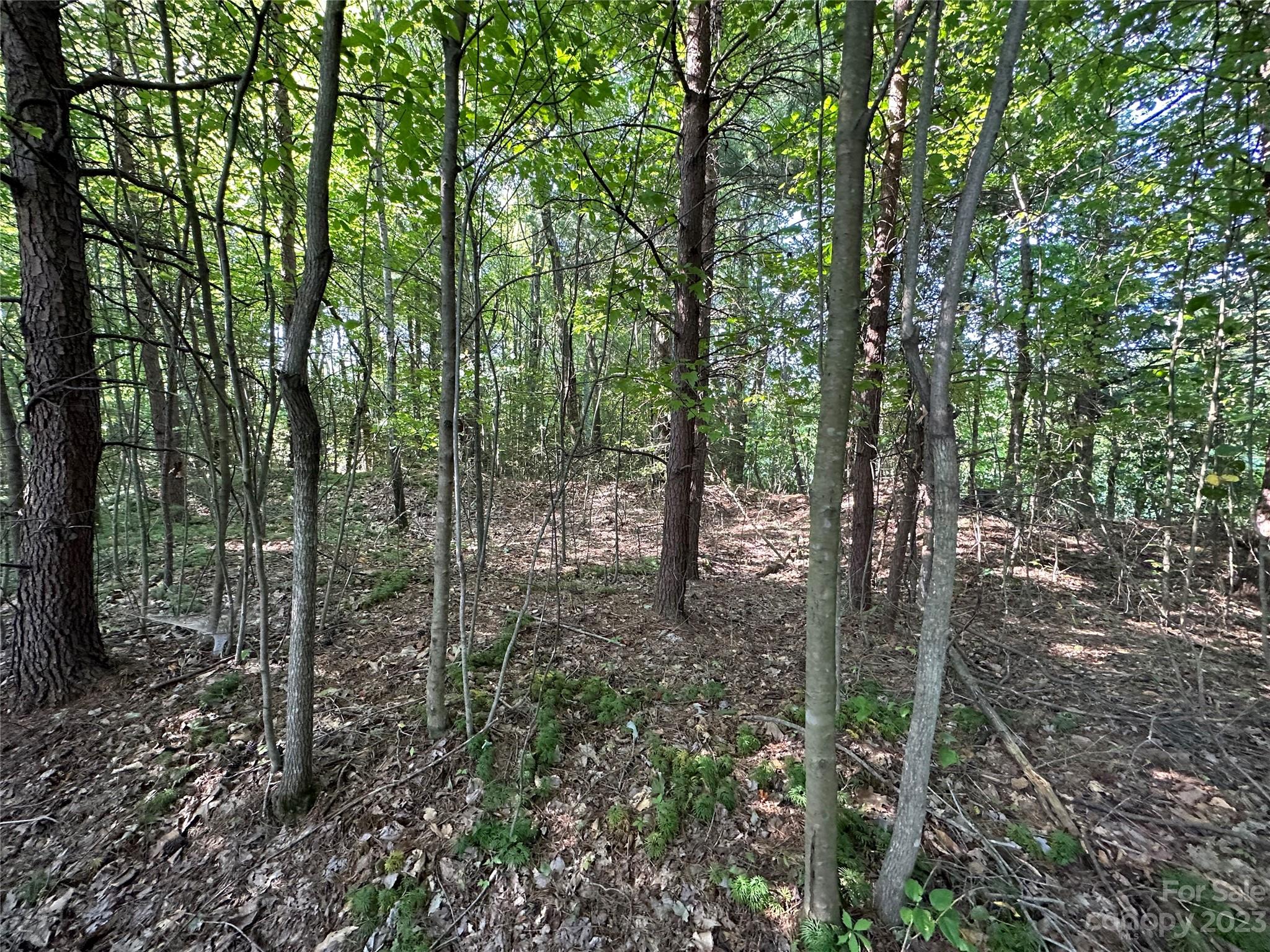 0 Wildcat Road Moravian Falls, NC 28654 - Photo 37 of 48 a view of forest