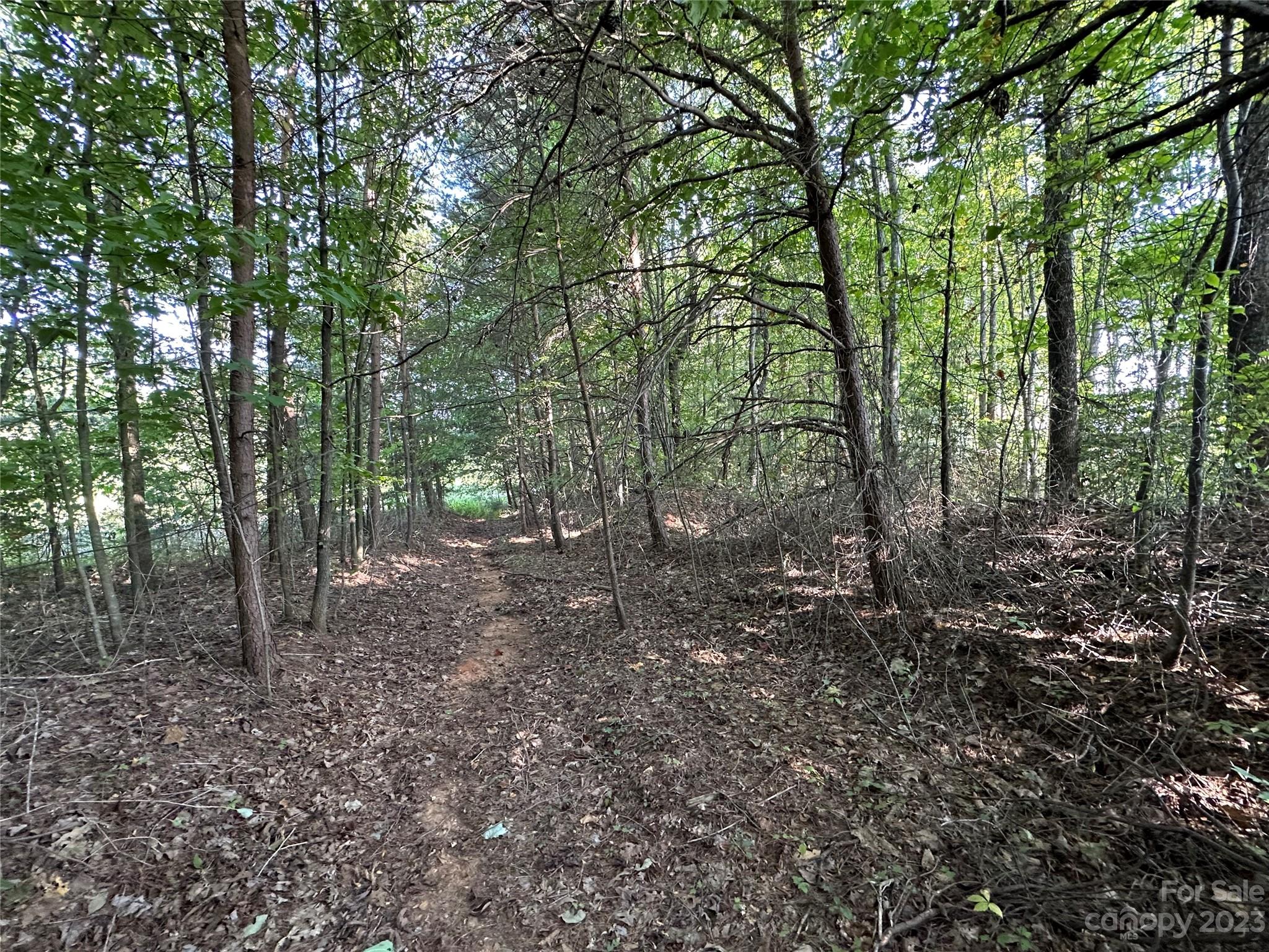 0 Wildcat Road Moravian Falls, NC 28654 - Photo 38 of 48 a view of a forest that has large trees