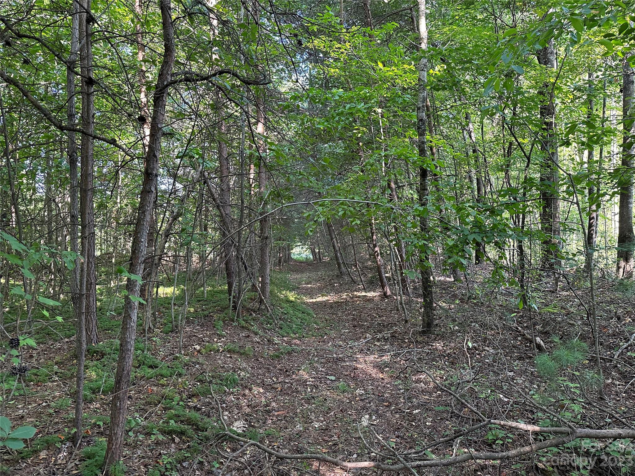 0 Wildcat Road Moravian Falls, NC 28654 - Photo 40 of 48 a view of a forest with trees in the background
