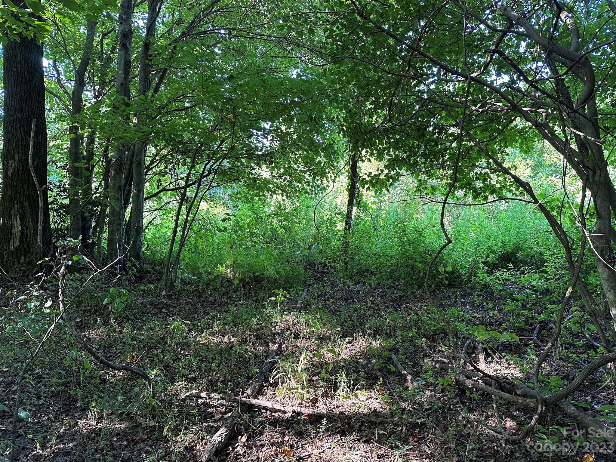 0 Wildcat Road Moravian Falls, NC 28654 - Photo 4 of 48 a view of a lush green forest