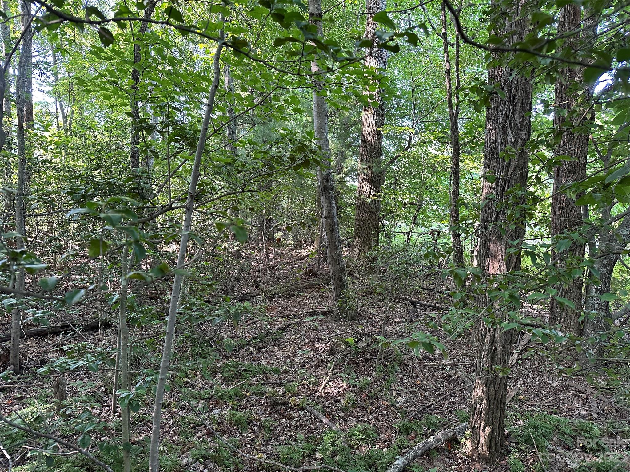 0 Wildcat Road Moravian Falls, NC 28654 - Photo 41 of 48 a view of a forest with trees in the background