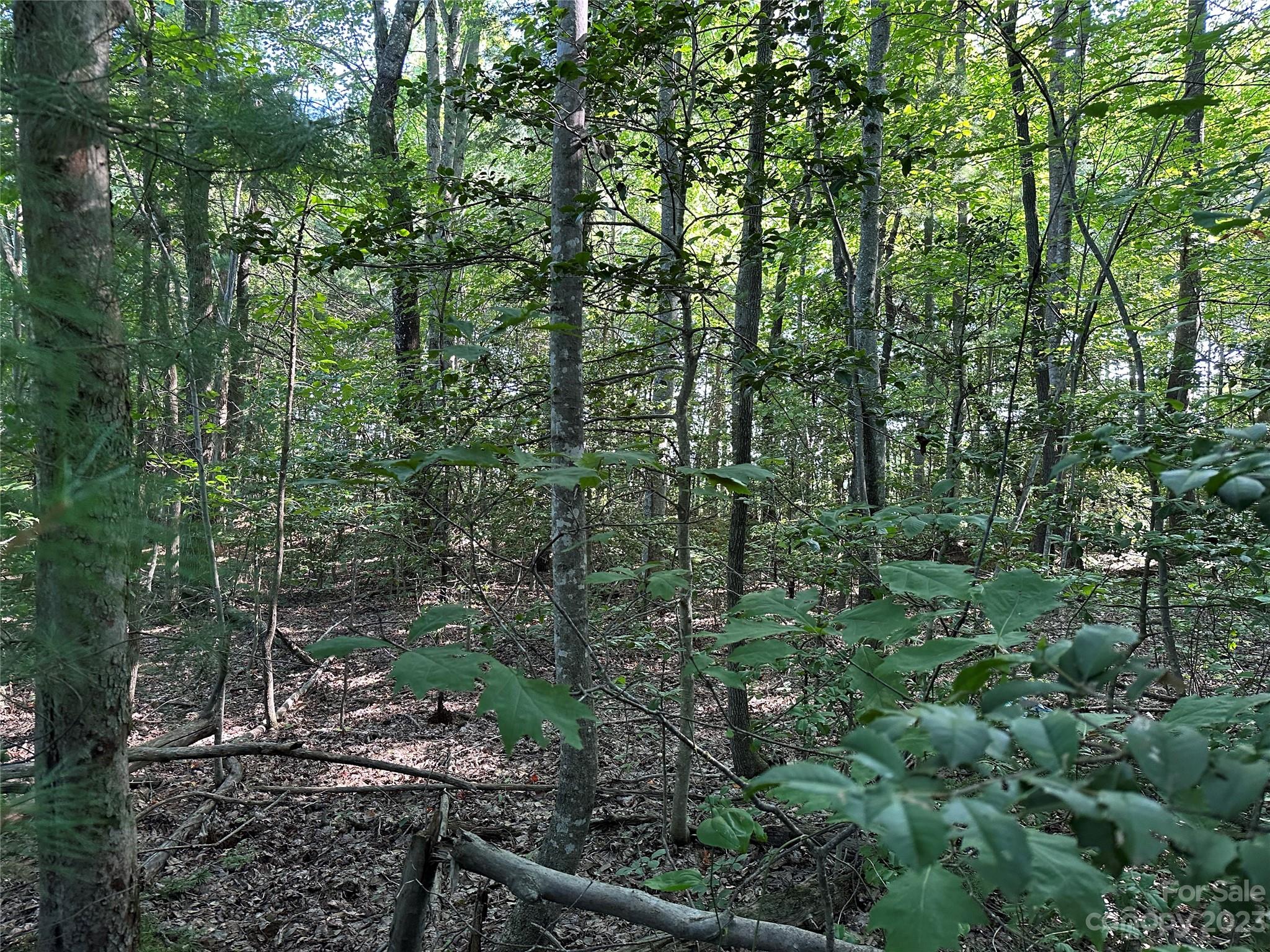 0 Wildcat Road Moravian Falls, NC 28654 - Photo 42 of 48 a view of a forest with trees