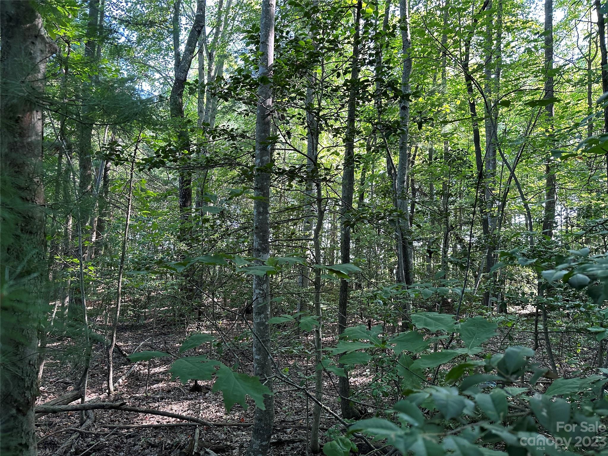 0 Wildcat Road Moravian Falls, NC 28654 - Photo 43 of 48 a view of forest