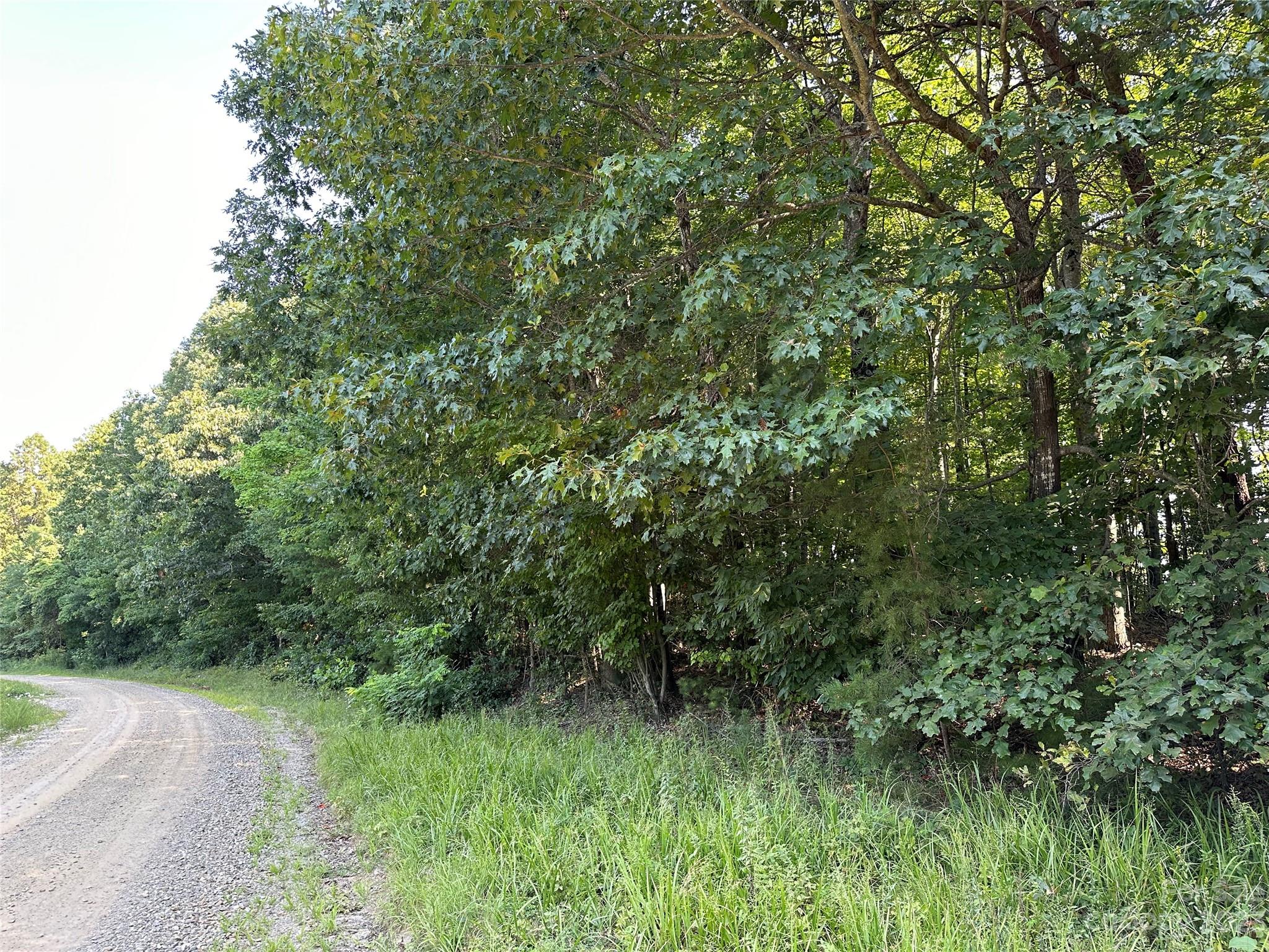0 Wildcat Road Moravian Falls, NC 28654 - Photo 46 of 48 a view of a lush green forest