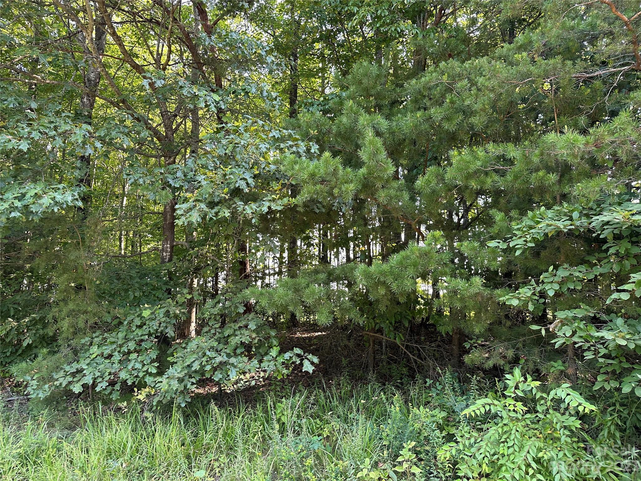 0 Wildcat Road Moravian Falls, NC 28654 - Photo 47 of 48 a view of a lush green forest