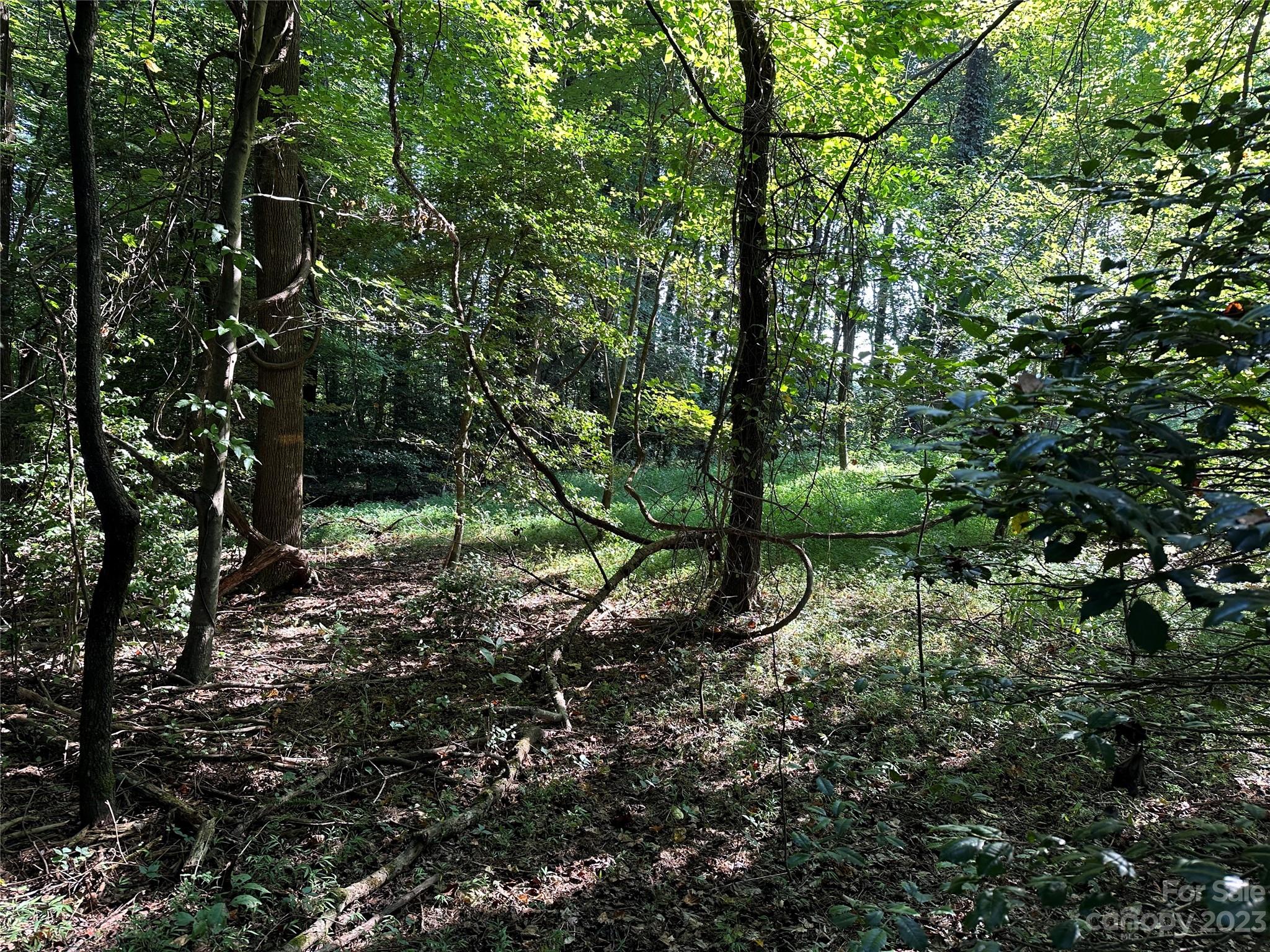 0 Wildcat Road Moravian Falls, NC 28654 - Photo 5 of 48 a view of a forest with lots of trees