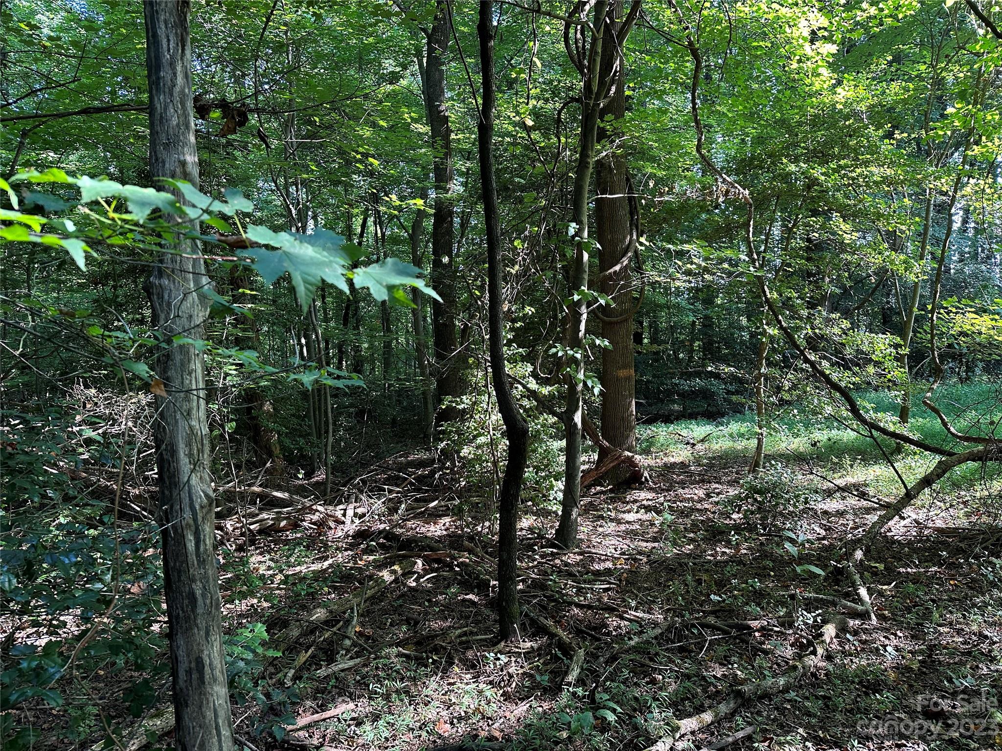 0 Wildcat Road Moravian Falls, NC 28654 - Photo 6 of 48 a view of a forest with trees