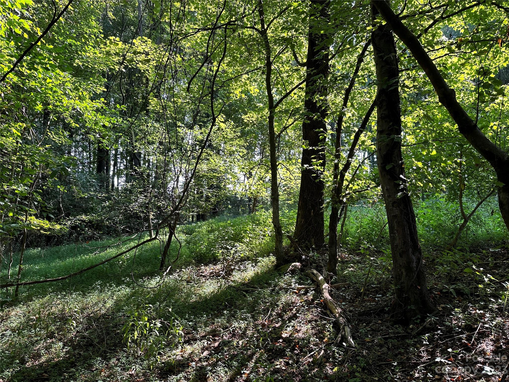 0 Wildcat Road Moravian Falls, NC 28654 - Photo 7 of 48 a view of a lush green forest