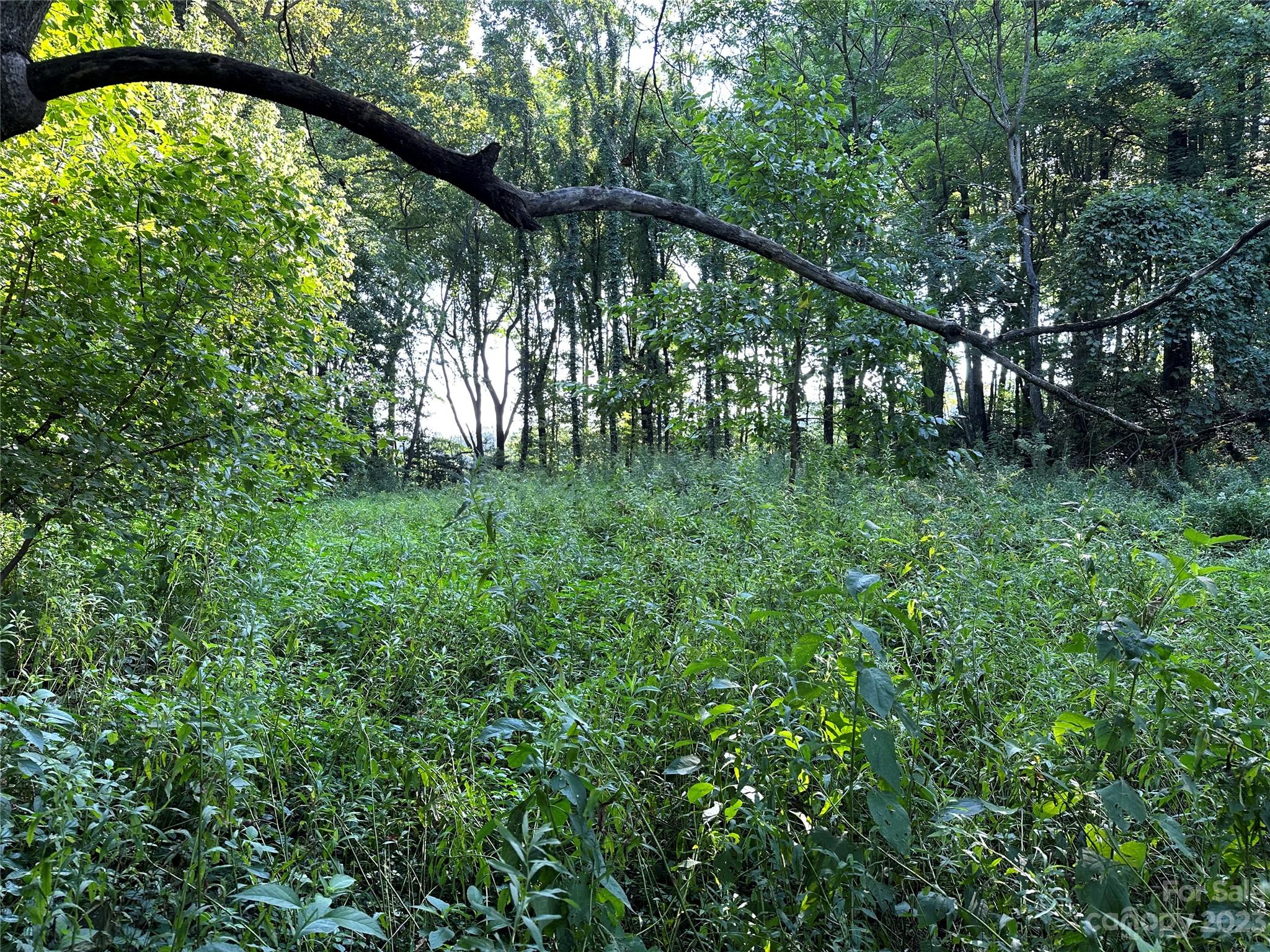 0 Wildcat Road Moravian Falls, NC 28654 - Photo 8 of 48 a yard with large trees