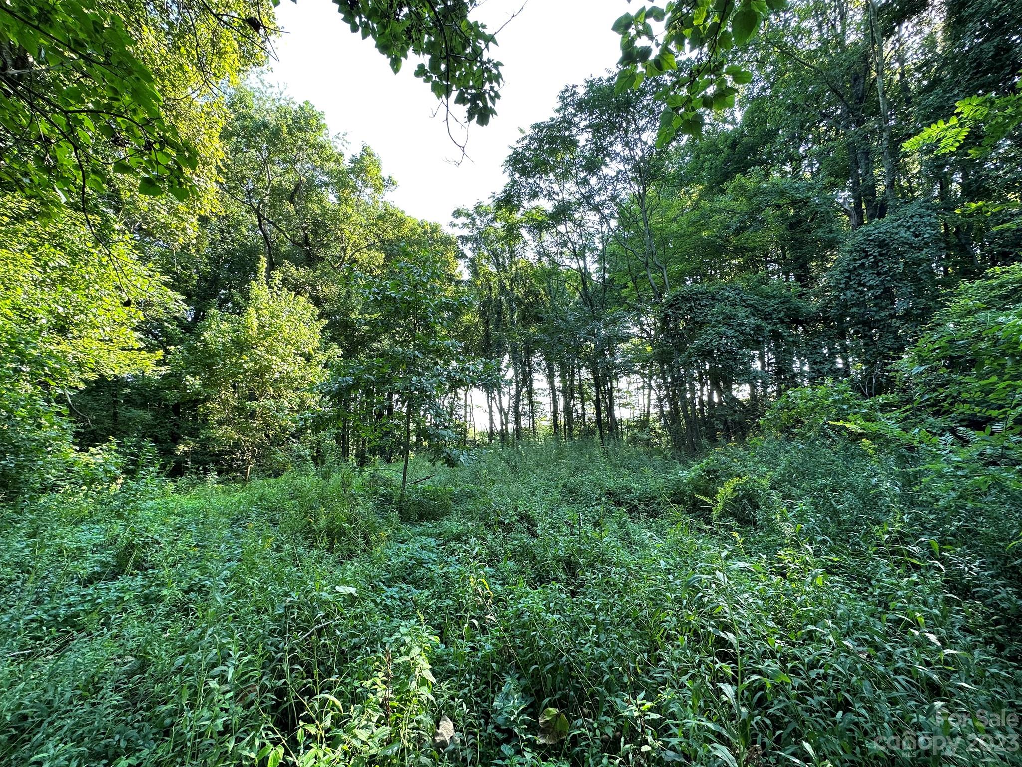 0 Wildcat Road Moravian Falls, NC 28654 - Photo 9 of 48 a view of forest