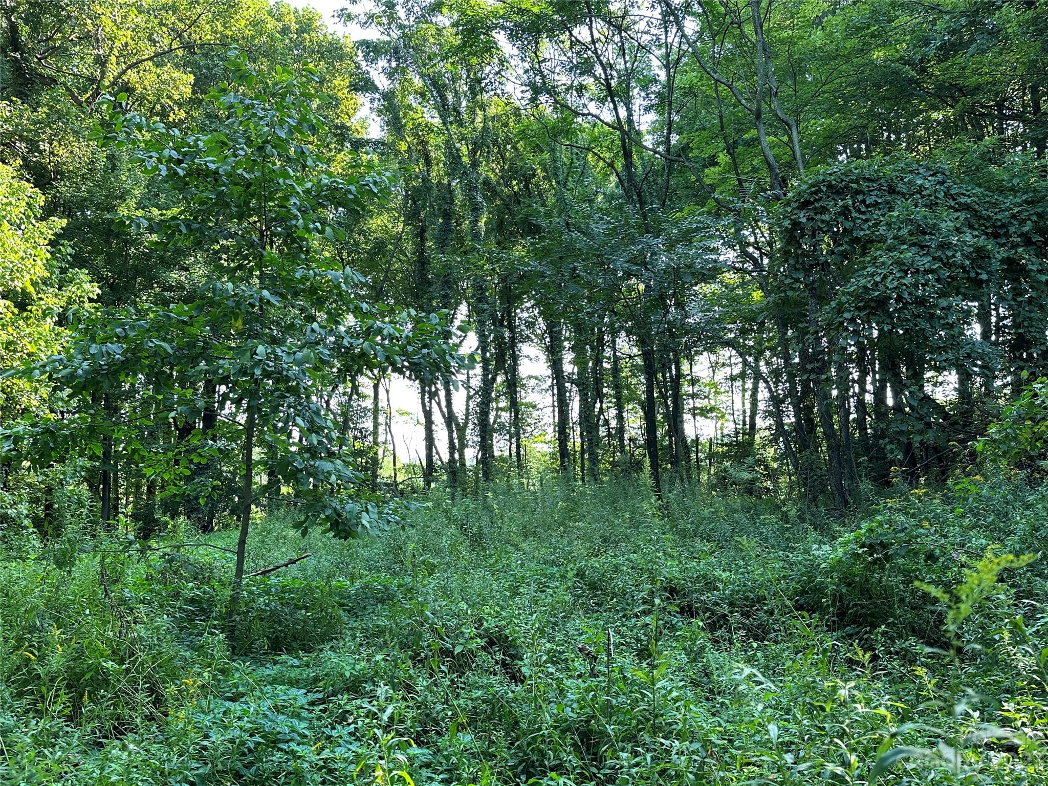 0 Wildcat Road Moravian Falls, NC 28654 - Photo 10 of 48 a view of a lush green forest