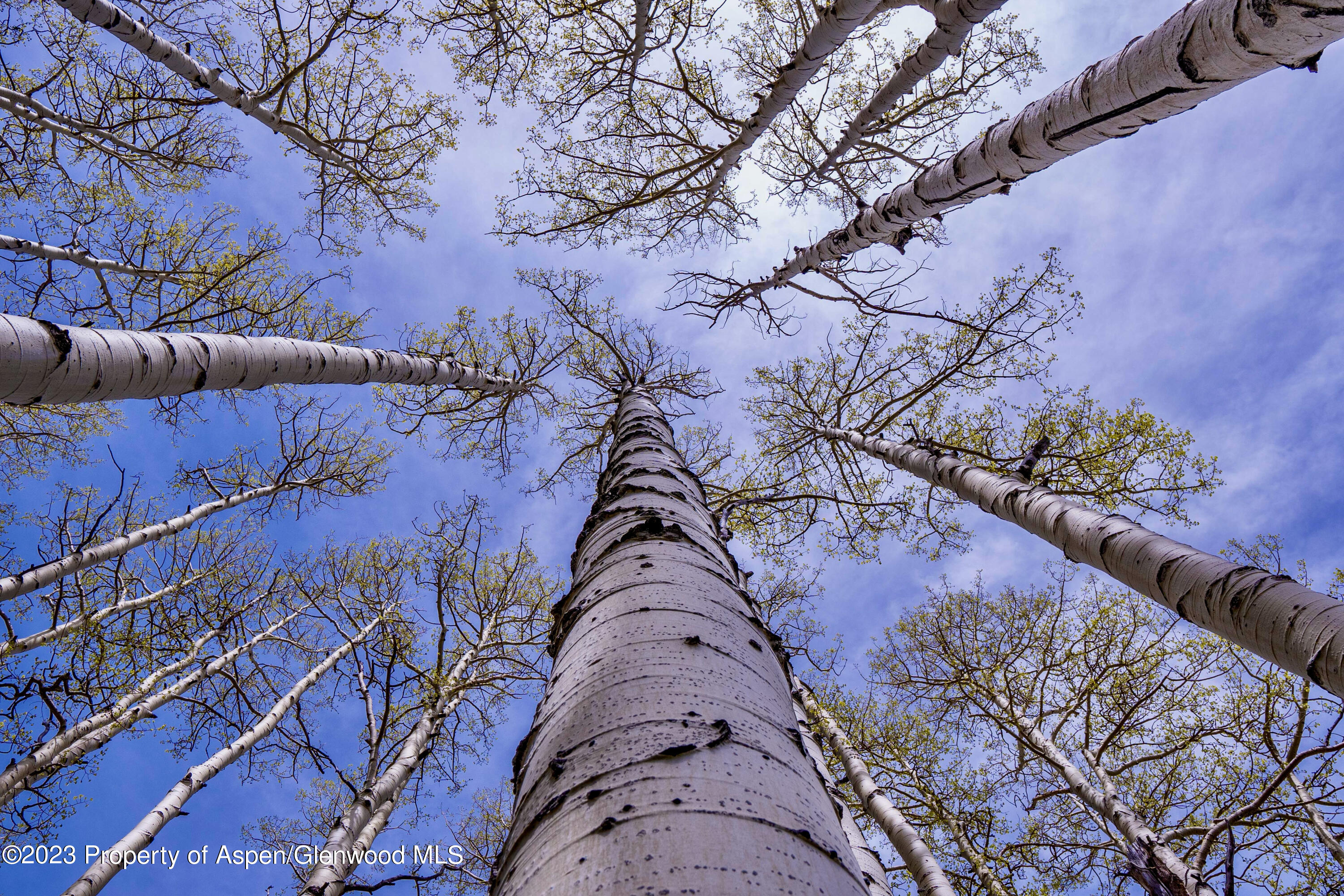 41763 Rd H Dolores, CO 81323 - Photo 8 of 32 a view of a yard with a tree