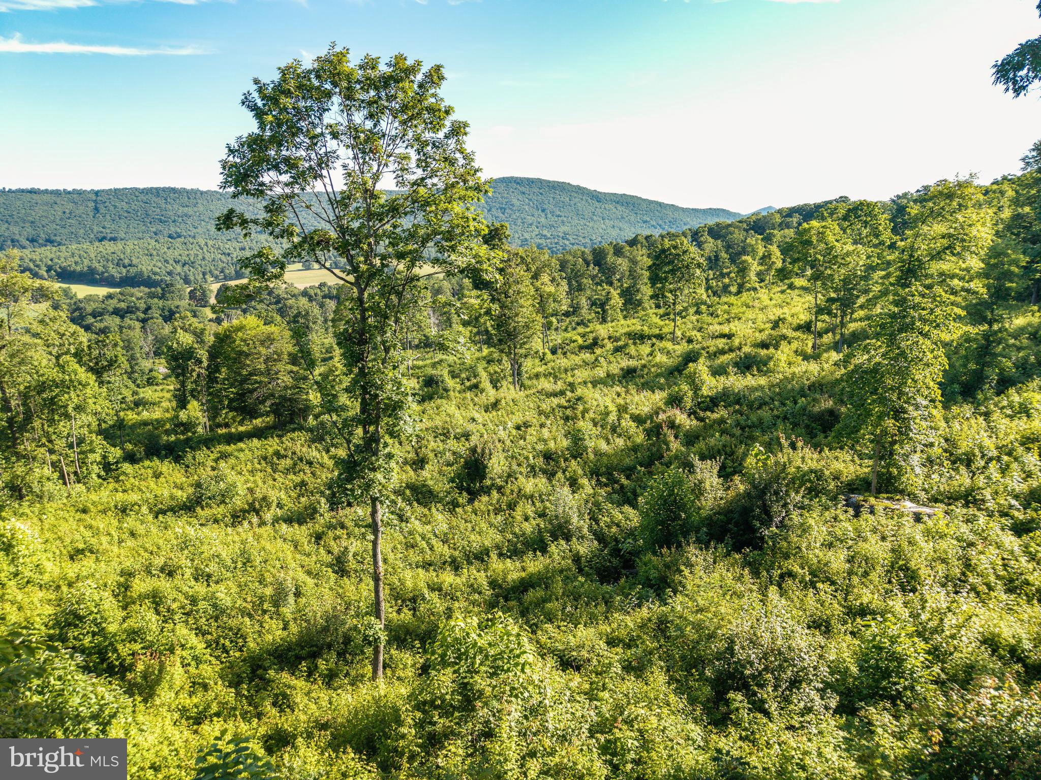 0 Spring Valley Road Gap Mills, WV 24941 - Photo 27 of 76 a view of a forest with a mountain