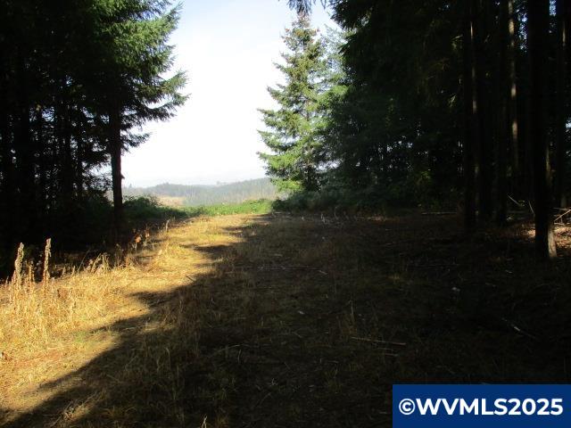 Lot 900-901 Hazelnut Ridge Road Scotts Mills, OR 97375 - Photo 18 of 23 Gallery Image 18