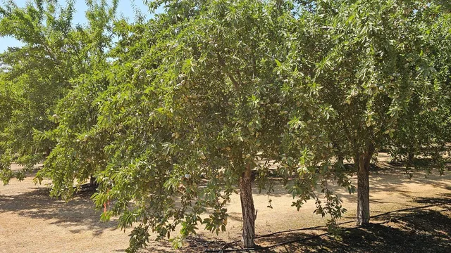 a view of a yard with a tree