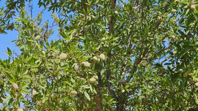 $1,150,000 | 19100 County Road 86A, Esparto, CA 95627