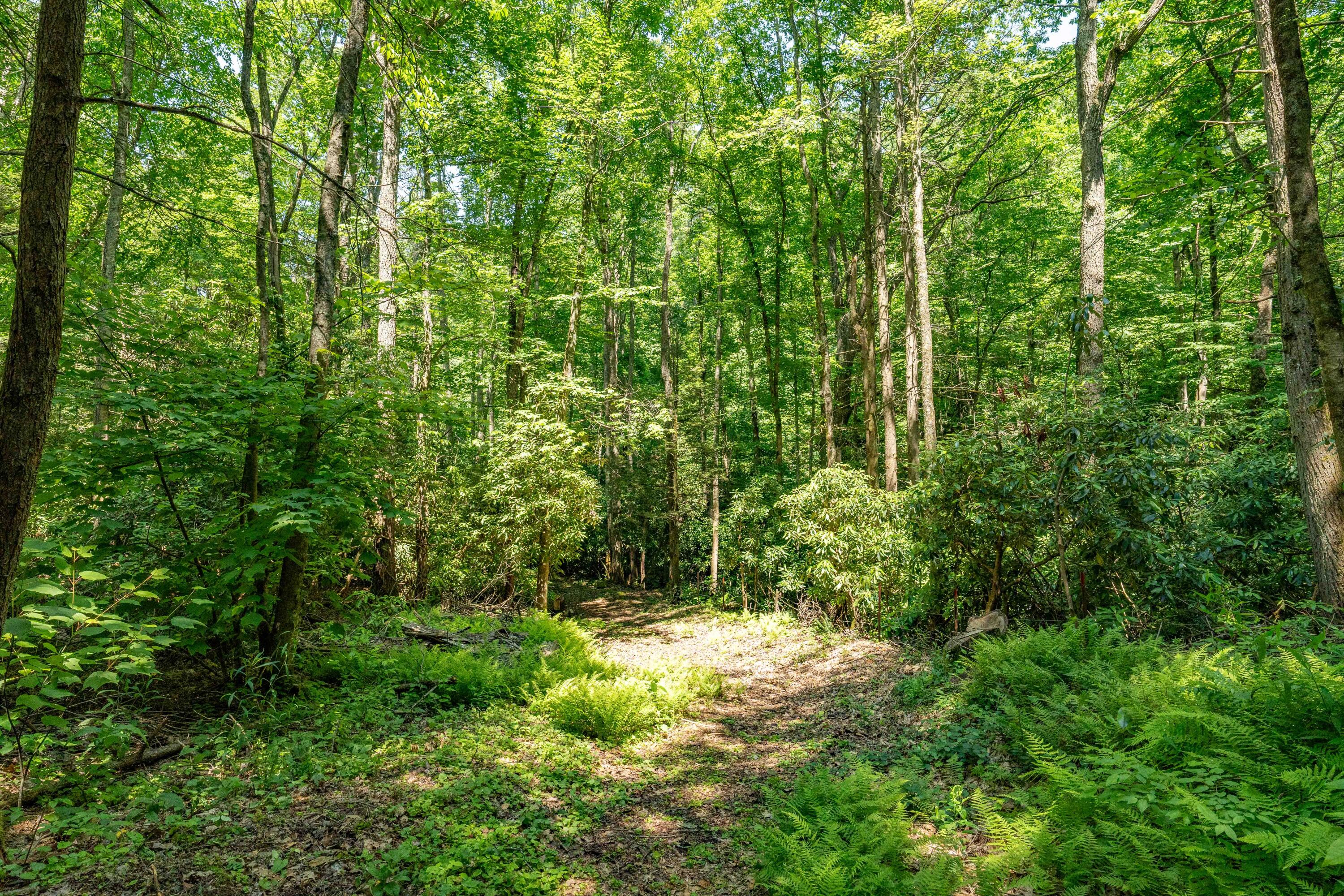 795 Hiram Clark Road Elizabethton, TN 37643 - Photo 43 of 107 795 Hiram Clark road (46 of 107)