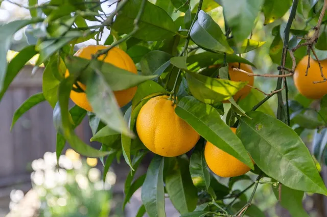 $2,398,000 | 612 Hudson Street, Redwood City, CA 94061