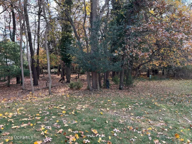 a view of a forest with trees in the background