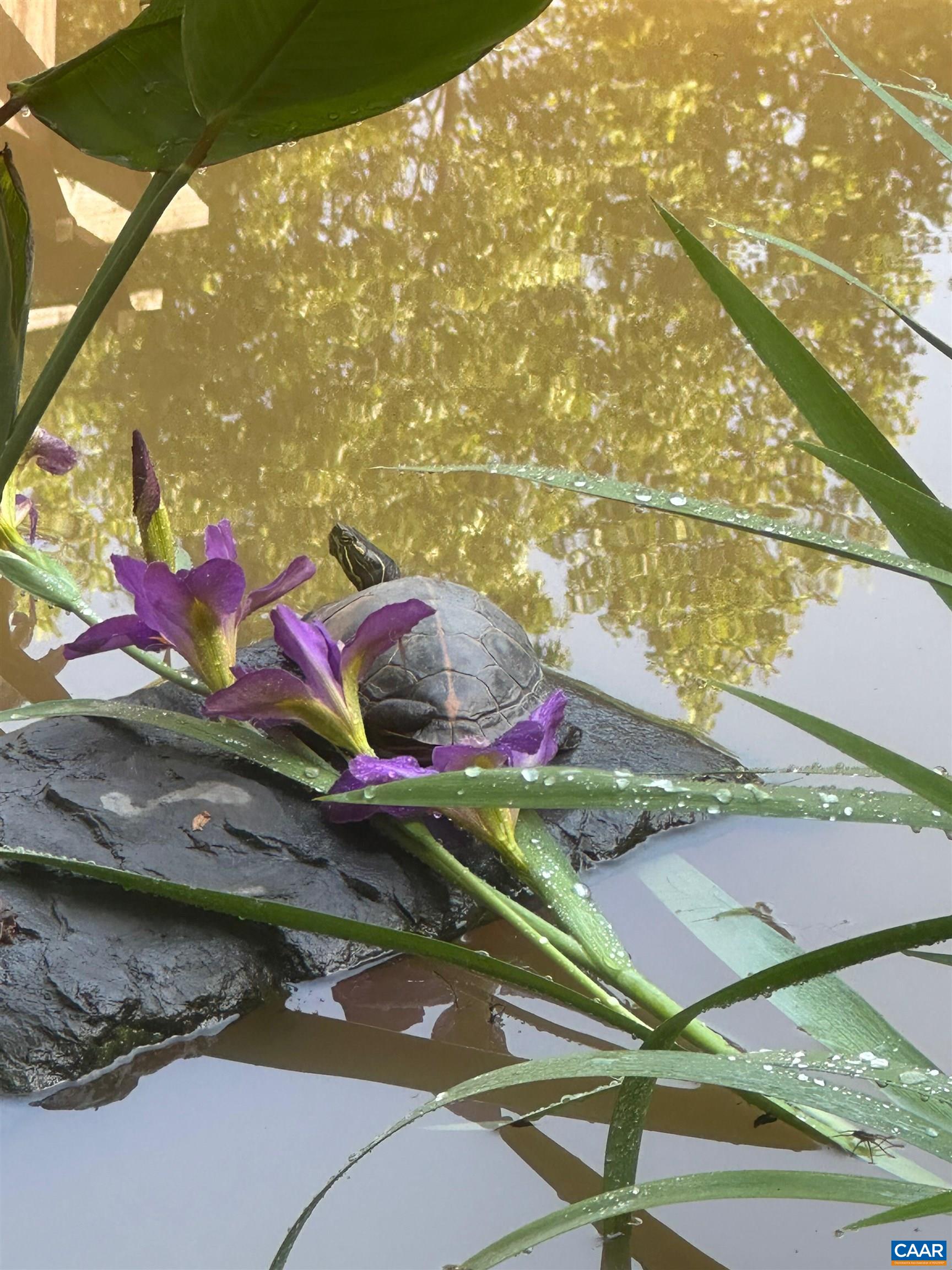 214 Toms Road Barboursville, VA 22923 - Photo 51 of 68