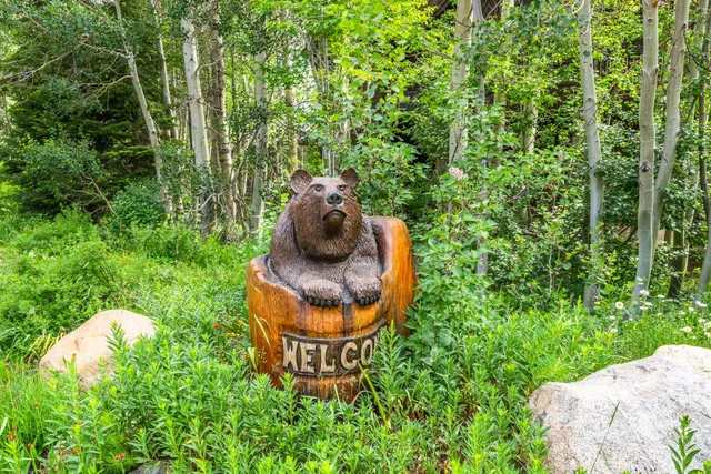 a view of a lush green field with lots of bushes