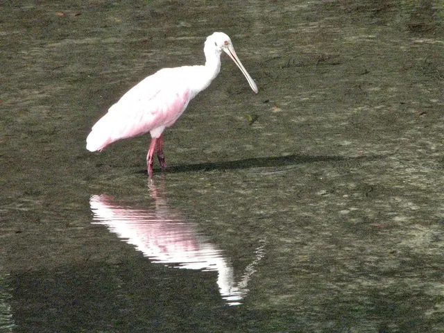 $399,900 | 512 Tennessee Avenue, Crystal Beach, FL 34681