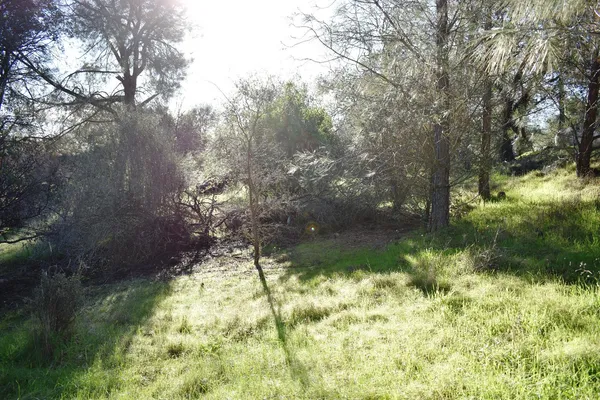 a plant with lots of trees