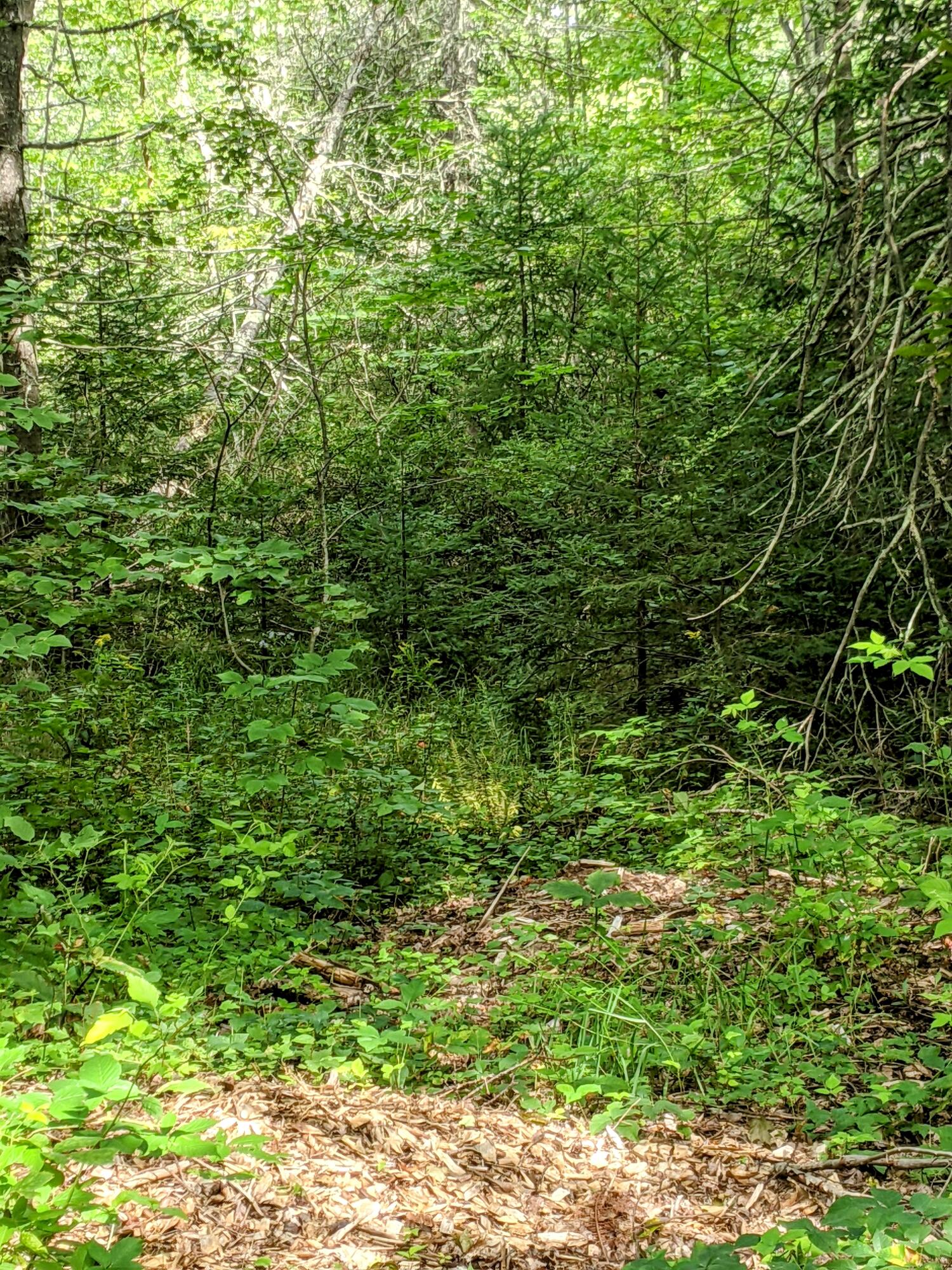 Tbd Town Farm Road New Gloucester, ME 04260 - Photo 1 of 2 Pic 3