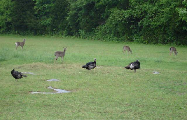 5367 Wayside Road Christiana, TN 37037 - Photo 1 of 19 Wildlife abounds at this property in the country! White-tail deer, wild turkey, red fox!