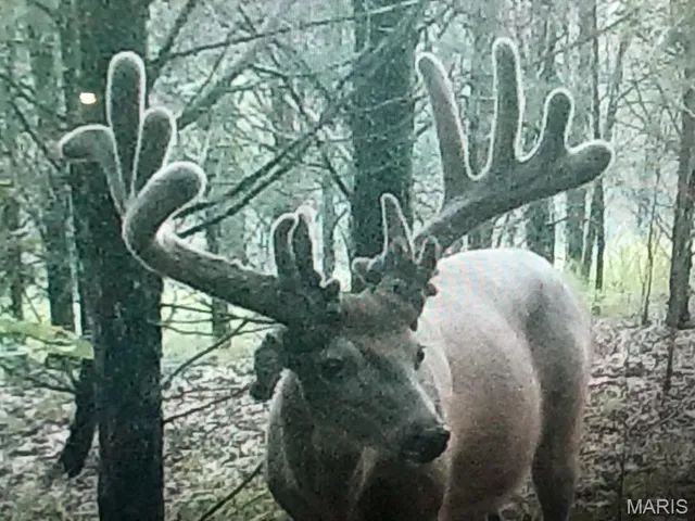 $745,000 | 0 State Route 21, De Soto, MO 63020