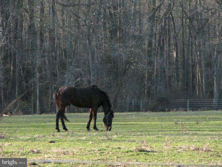 4803 Pearsons Corner Road Dover, DE 19904 - Photo 24 of 25 Gallery Image 24