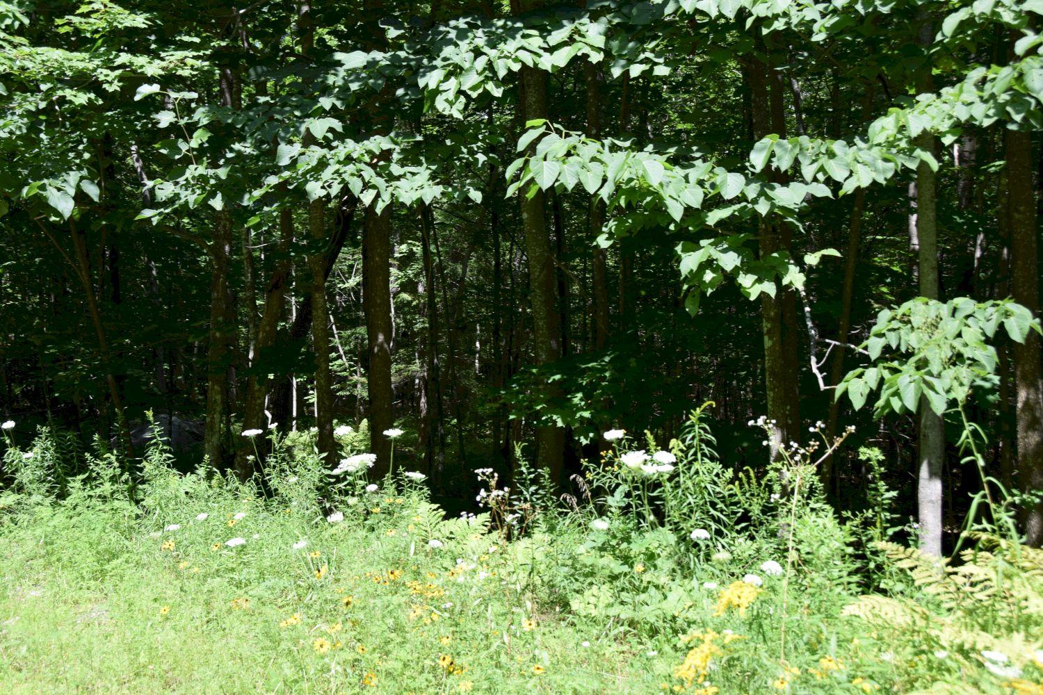 225 Hemlock Road Belgrade, ME 04917 - Photo 4 of 21 DSC_0105