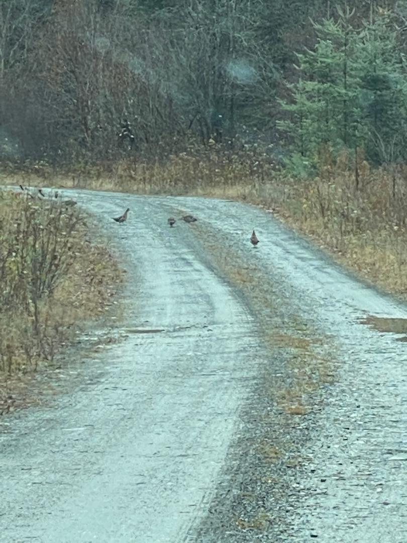 Project576 Project576 Benedicta Twp Sherman, ME 04776 - Photo 5 of 10 on road to camp