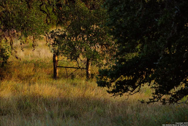 a view of a lake with a tree