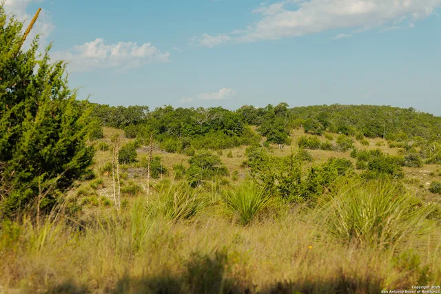 a view of a bunch of trees in background