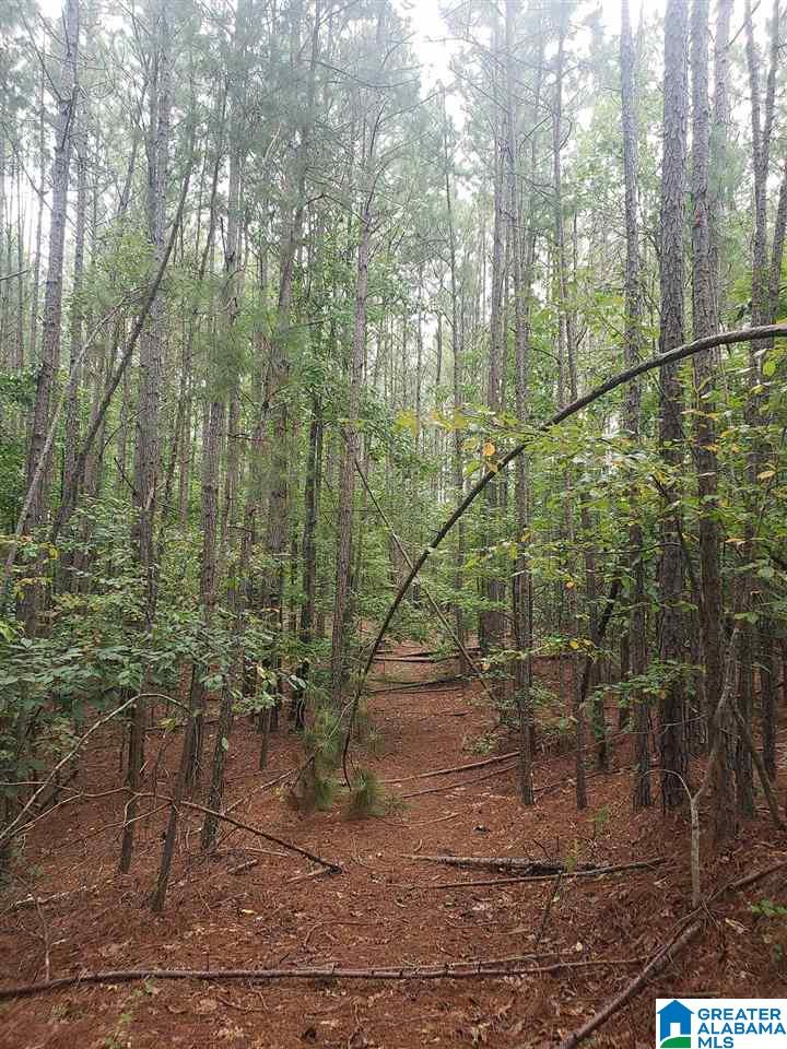 2229 County Road 82 Fruithurst, AL 36262 - Photo 7 of 12