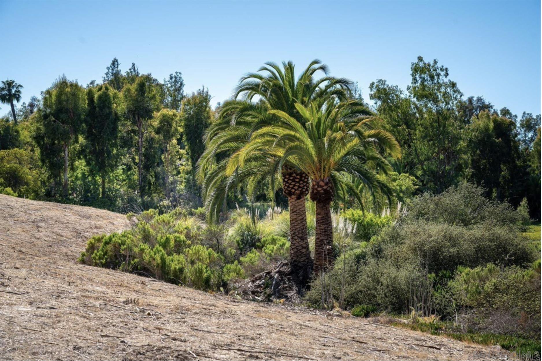 0 La Palma Rancho Santa Fe, CA 92067 - Photo 10 of 12 a plant is in front of a building