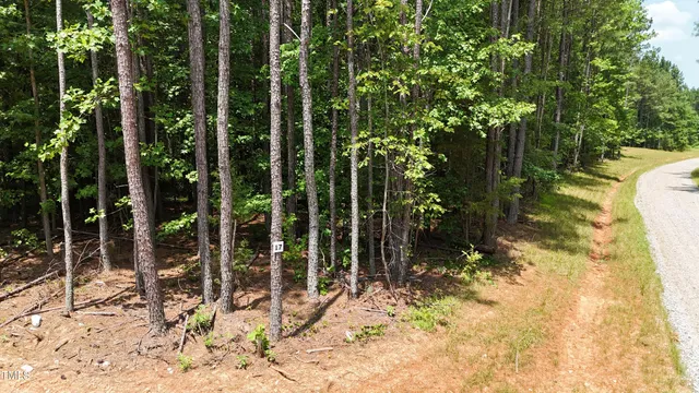 a view of a forest with a lake