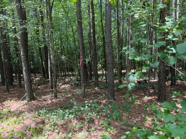 a view of a forest with large trees