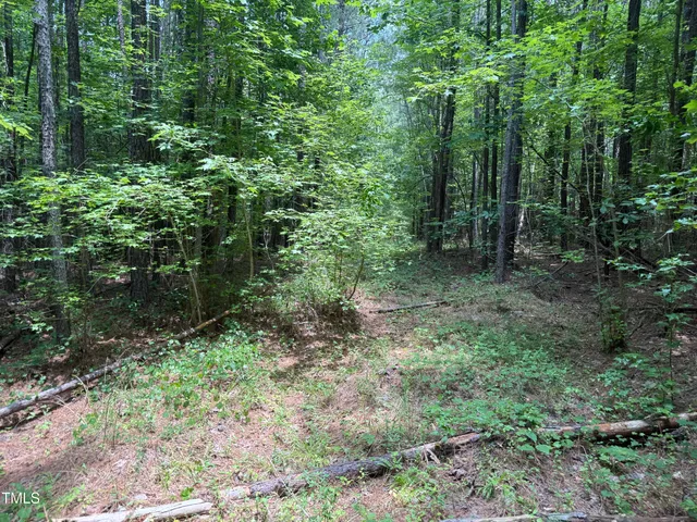 a view of a yard with plants and large trees