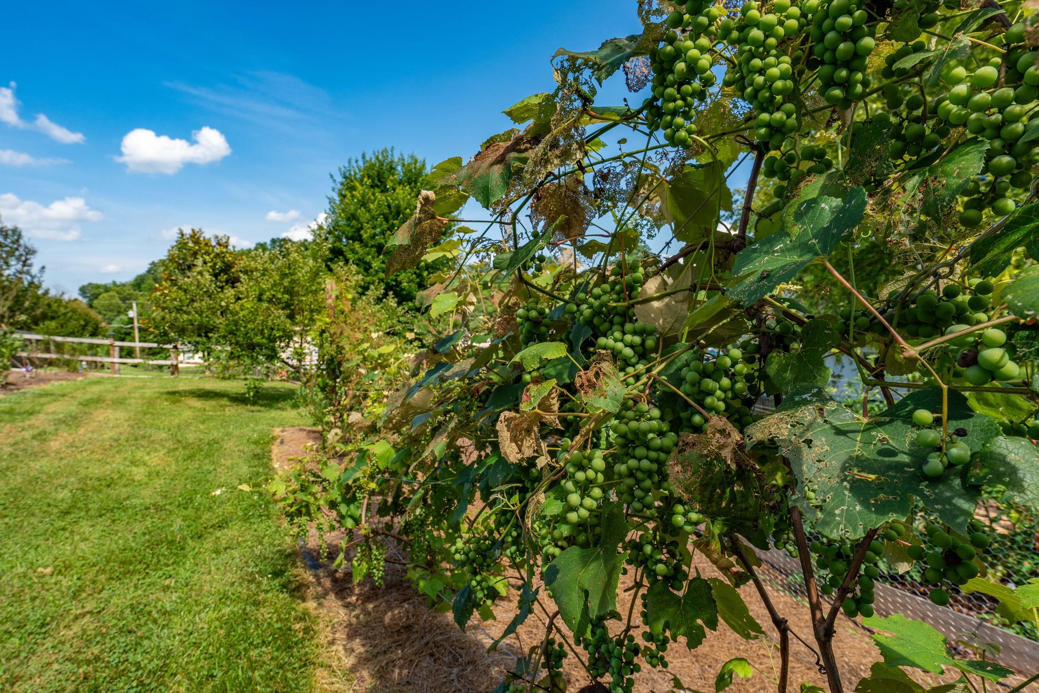 222 Maple Ridge Drive Jonesborough, TN 37659 - Photo 48 of 83 222 Maple Ridge Dr (60 of 97)