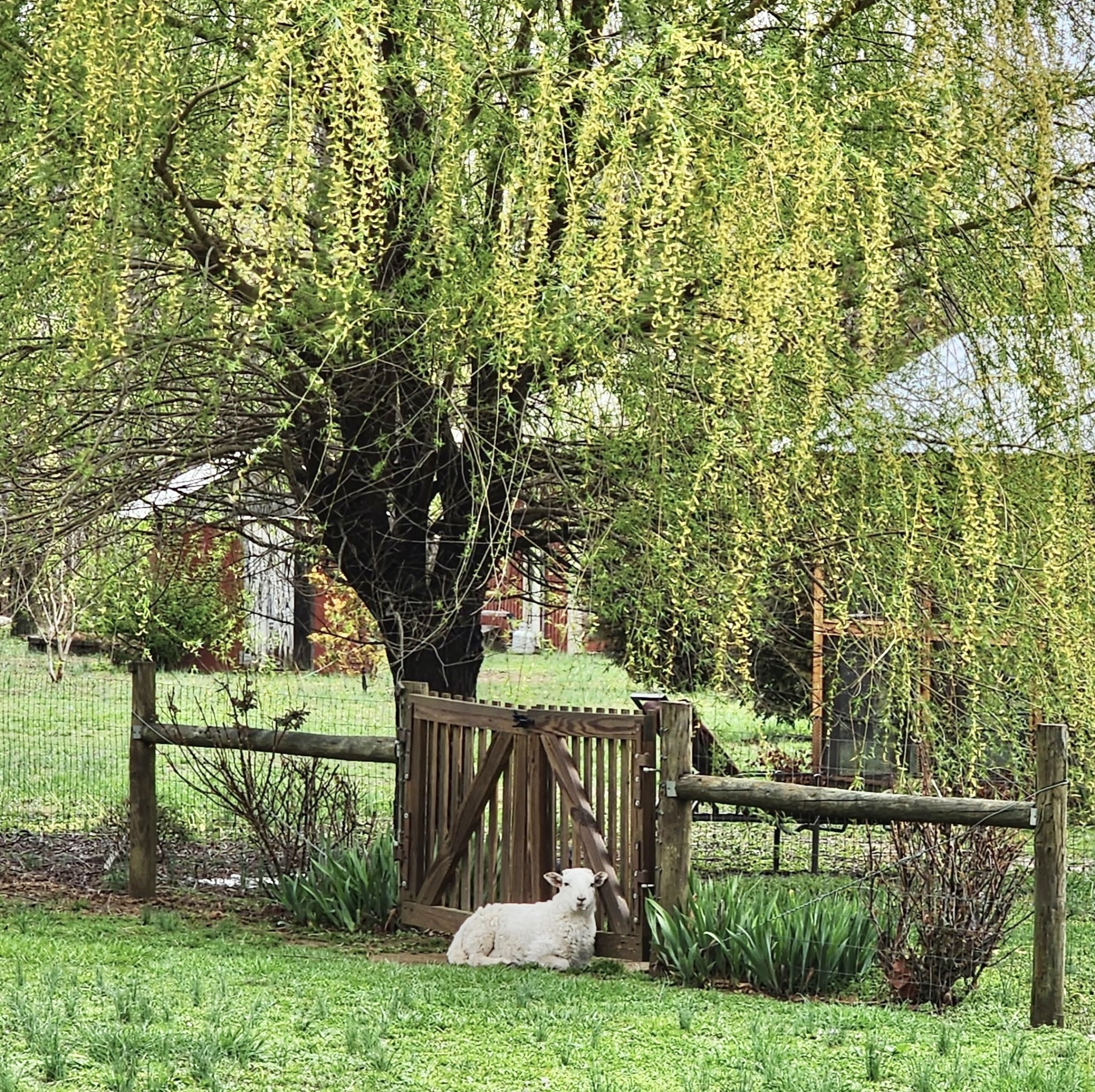 604 Oris Sain Road Morrison, TN 37357 - Photo 48 of 99