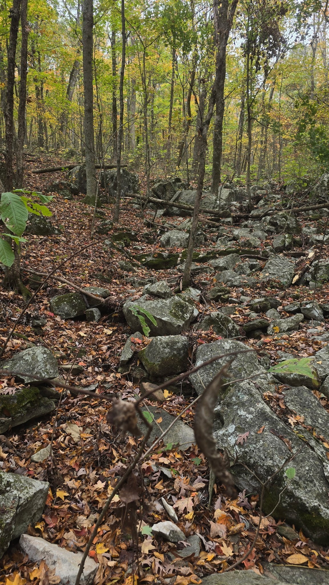 604 Oris Sain Road Morrison, TN 37357 - Photo 81 of 99 a view of a forest with trees