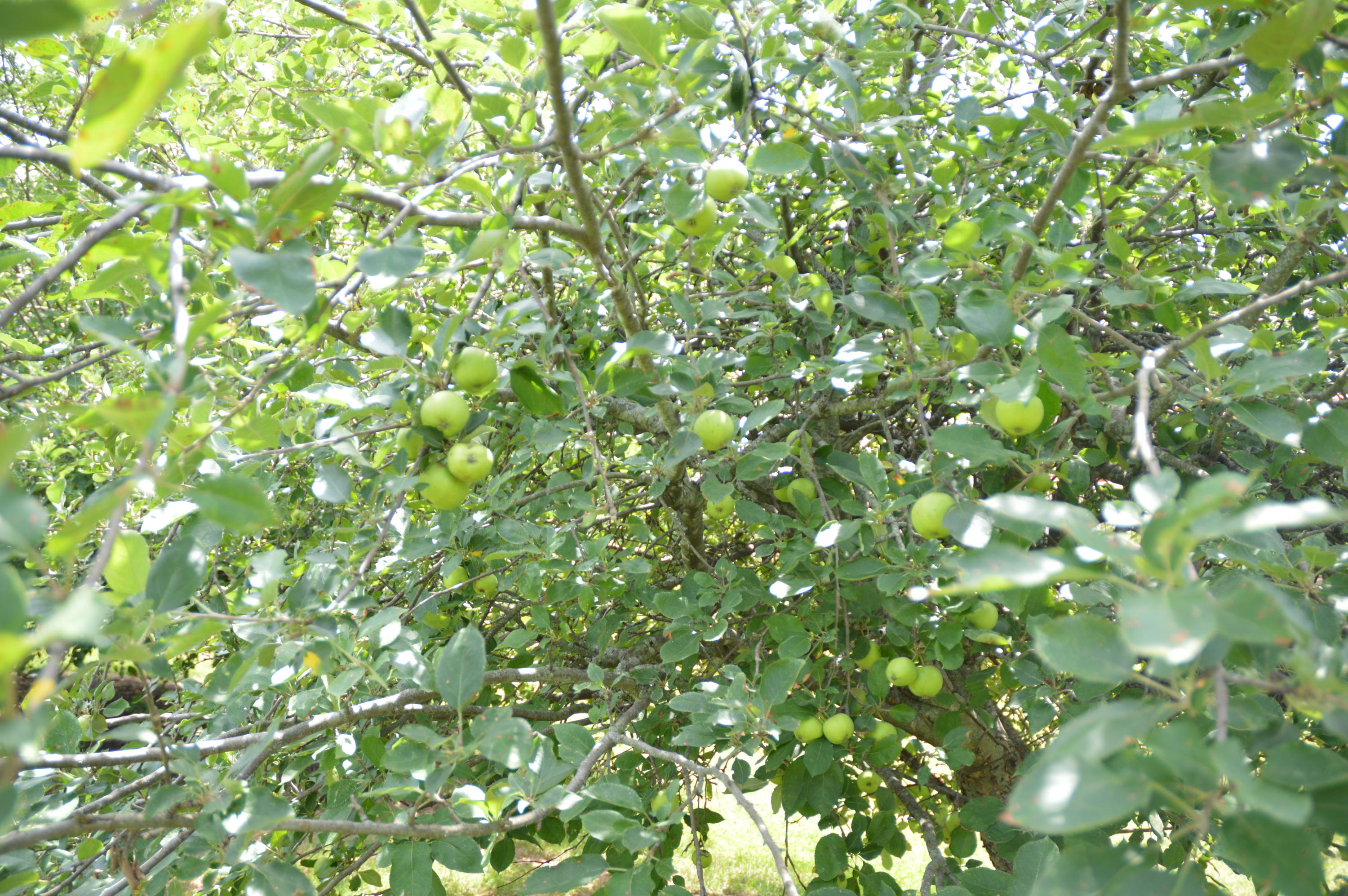 218 Simmons Road Seymour, TN 37865 - Photo 32 of 40 218 Simmons - Pic 000 (31)