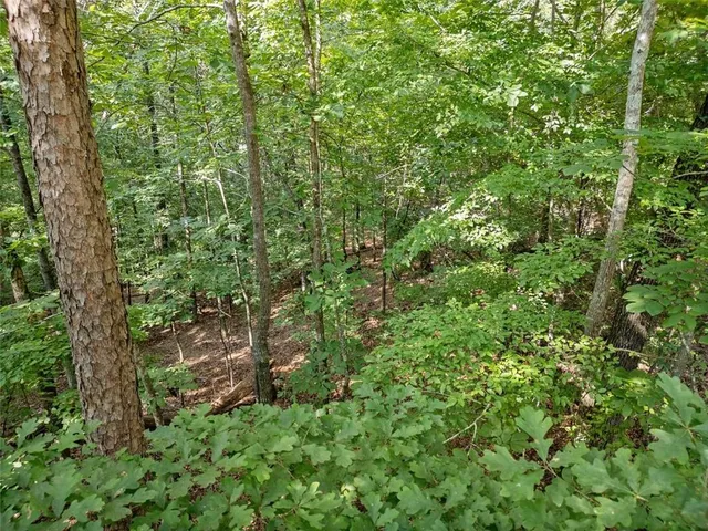 a view of a lush green forest