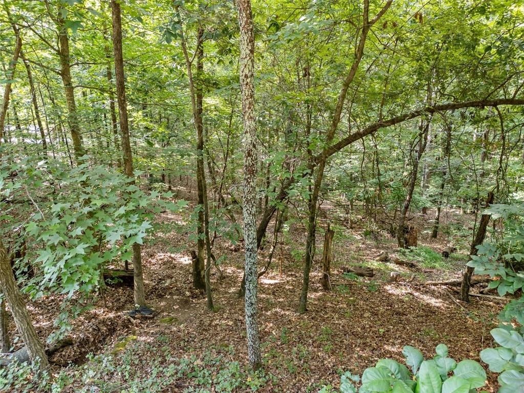 0 Kings Road Gainesville, GA 30506 - Photo 14 of 18 a view of a forest with large trees